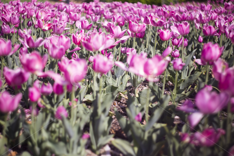 봄,꽃,튤립,꽃잎,분위기,감성,푸름,잎,봄,계절,spring,season,식물,자연,plants,nature,꽃,flower,감성,sensible,feeling,휴식,힐링,rest,relaxation,healing,plant,blossom