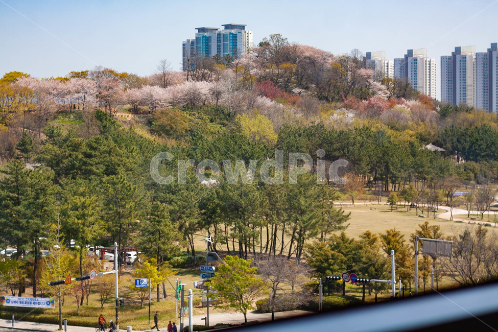 봄풍경,김해시,수로왕릉역근처,봄,공터,봄,계절,spring,season,도시,풍경,city,landscape,outdoors,옥외