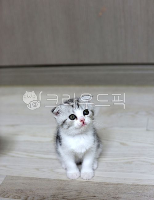 flooring,siblings,kitten,house cat,mammal,children,cat,older brother,stare,wood,floor,nap,pet,hardwood,Kitty,sisters,friends,Pets,sibling,cats,animal,mammalia