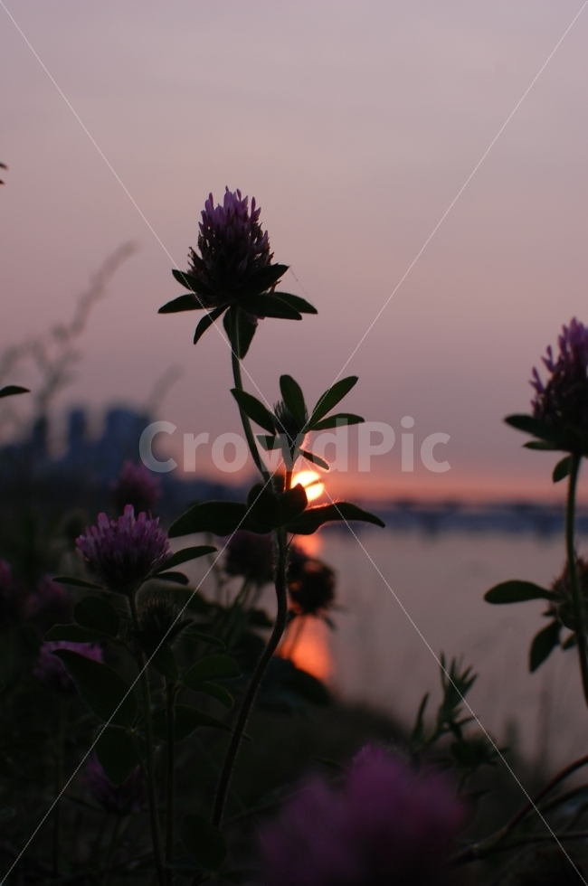 한강,석양,꽃,식물,야생화,식물,자연,plants,nature,꽃,flower