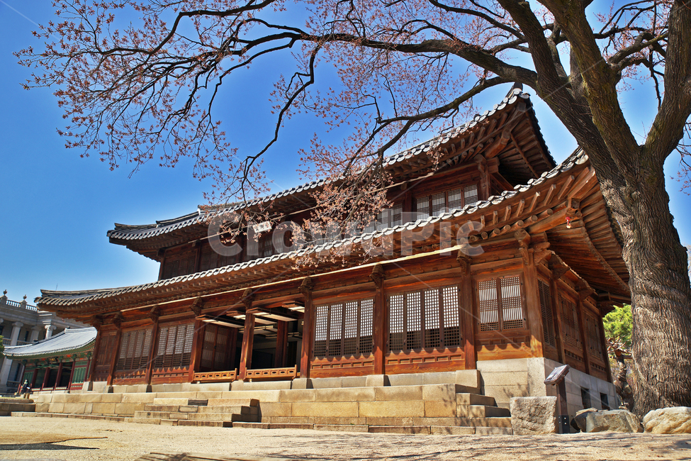 석어당,백골집,살구나무,고목,덕수궁,사적제124호,한국전통,한국문화,korean traditional,korean culture,건축물,건물외관,exterior,building,structure,architecture,construction