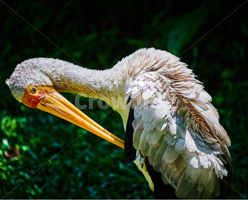 feather,beautiful,beak,bird,grooming,Birds
