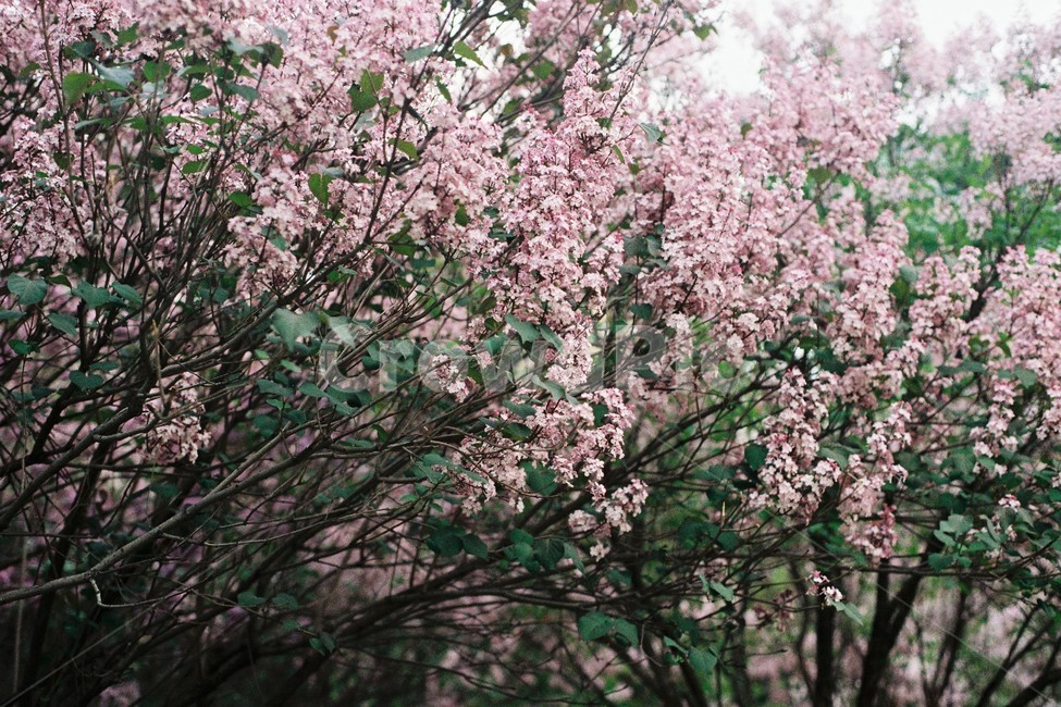 복사꽃,꽃,나무,자연,벚꽃,풍경,봄,계절,spring,season,식물,자연,plants,nature,꽃,flower,plant,blossom