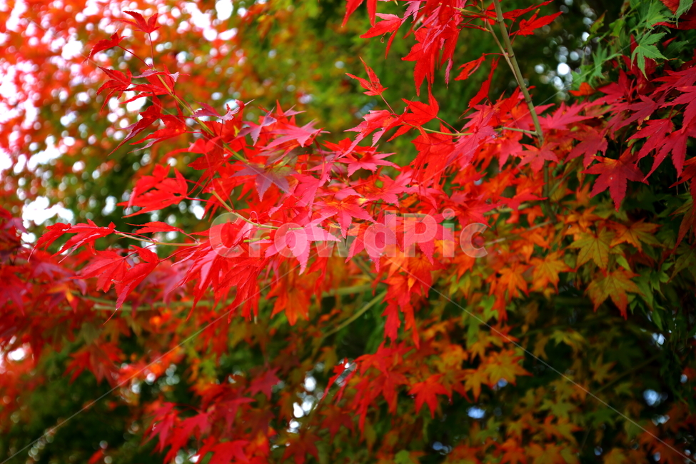 단풍,가을,낙엽,나무,붉은색,산,단풍나무,plant,식물,tree,leaf,잎,maple,단풍잎,가을,계절,fall,autumn,season