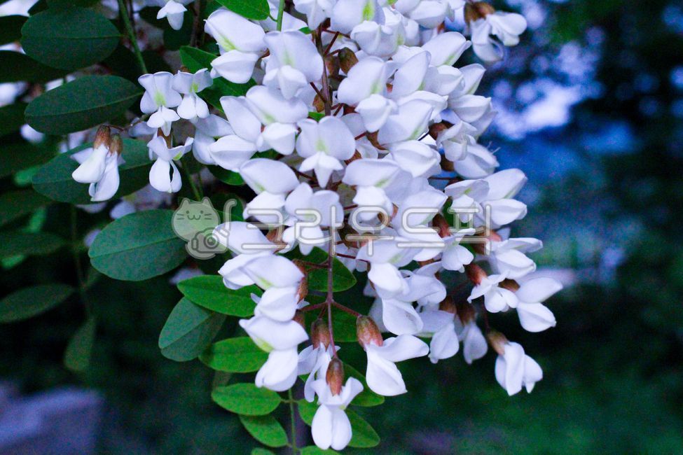 white flower,blossom,flower,spring,spring flowers,plant,acacia flower,acaciaflowers,acacia