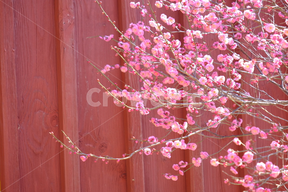 plant,식물,blossom,flower,꽃,홍매화,봄,계절,spring,season,식물,자연,plants,nature,꽃,flower