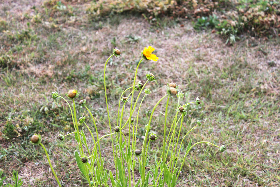 꽃,풀,식물,자연,봄,공원,flower,plant,nature,spring,park