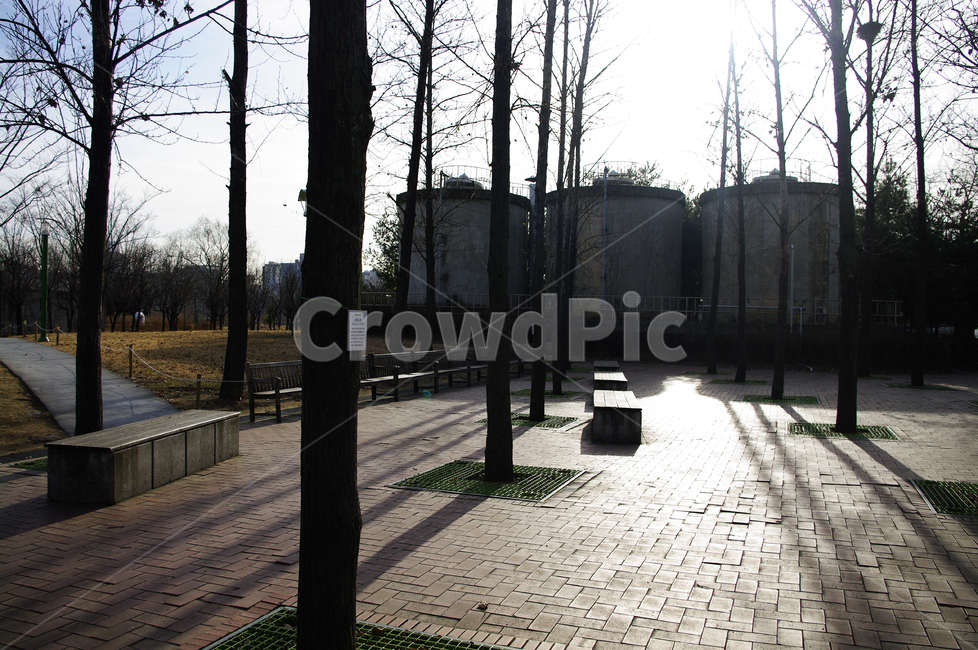 겨울,나무,공원,식물,plant,역광,자연,풍경,nature,landscape,walkway,보도,path,통로,sidewalk,pavement,포장,flagstone,판석