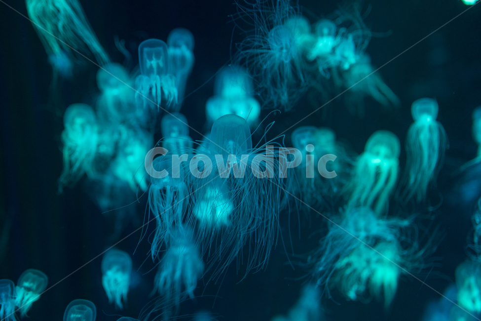 animal,동물,sealife,해양생물,invertebrate,무척추동물,jellyfish,해파리,동물,animal