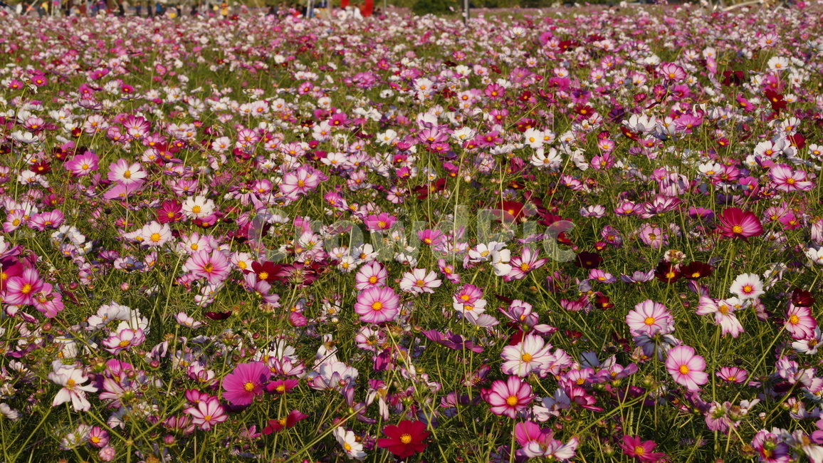 코스모스,꽃,꽃길,코스모스축제,식물,가을,계절,fall,autumn,season,식물,자연,plants,nature,꽃,flower,plant