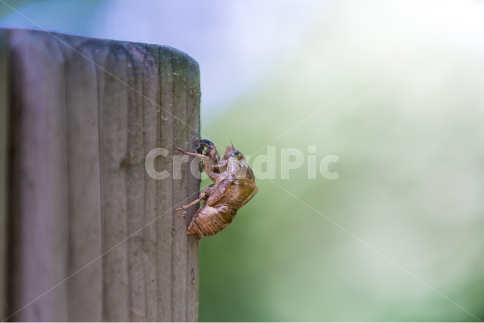 매미,허물,여름,매크로,매미허물,매미애벌레,동물,animal,곤충,벌레,insect,bug
