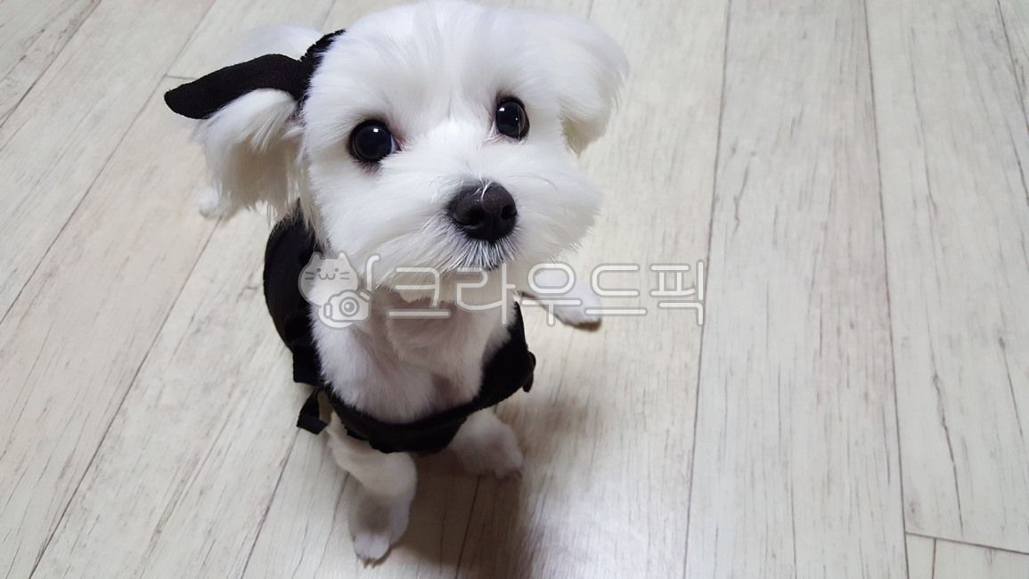 white fur,dog market,cute animals,white dog,white puppy,maltese,Pets,cute baby animals,puppy,animal,pet dog,Dog,dog,mammalia,pet