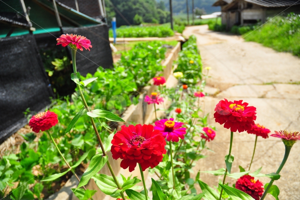 한국,시골,꽃,길,동네,비닐하우스,자연,봉사,농활,농촌,붉은꽃,korea,countryside,flowers,leaves,path,road,house,nature,farm,yard,summer,redflowers,식물,자연,plants,nature,꽃,flower