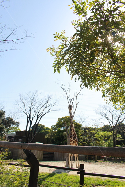 기린,동물,동물원,나무,햇빛,봄,소풍,tree