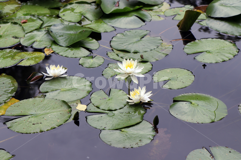 연못,연꽃,연잎,비온후,물,강,호수,잎,식물,자연,plants,nature,꽃,flower