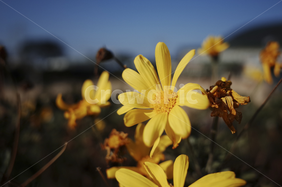 꽃,blossom,flower,노란꽃,노란,yellow,들꽃,plant,식물