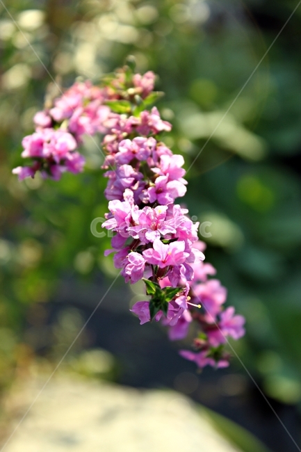 꽃,식물,나무,꽃잎,자연,flower,plant,nature,tree,핑크,감성,식물,자연,plants,nature