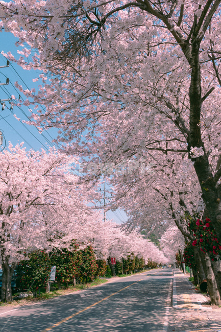 벚꽃,동백꽃,봄꽃,봄,벚꽃터널,마산벚꽃,덕동벚꽃,벚꽃축제,봄,계절,spring,season,자연,풍경,nature,landscape,plant,식물,flower,꽃,blossom