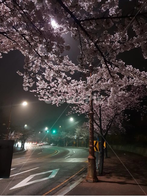 밤산책,벚꽃,야경,신호등,밤벚꽃