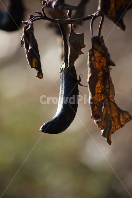 가지,채소,식재료,식물,eggplant,식물,자연,plants,nature,채소,야채,vegetables
