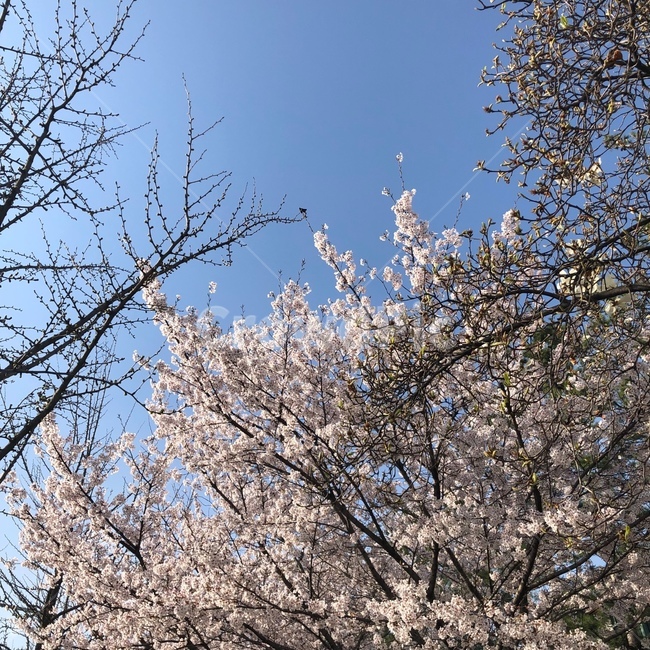 벚꽃,사쿠라,하늘,만개,봄,화창,날씨