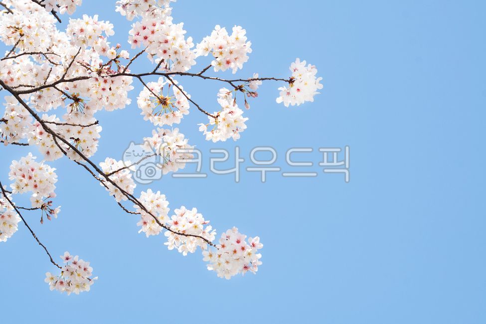 봄,벚꽃,벚나무,꽃놀이,봄소식,벚꽃나무,하늘,맑은,날씨,3월,4월,블로섬,네이처,개화,계절,나무,식물,꽃,자연,분홍,배경,풍경,만개,하늘색,분홍색,꽃잎,실외