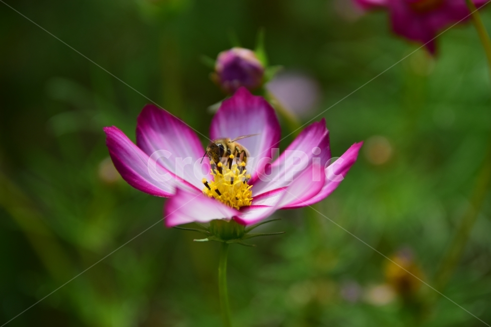 꽃,식물,가을,봄,여름,벌,가을,계절,fall,autumn,season,식물,자연,plants,nature,꽃,flower,동물,animal,곤충,벌레,insect,bug,plant