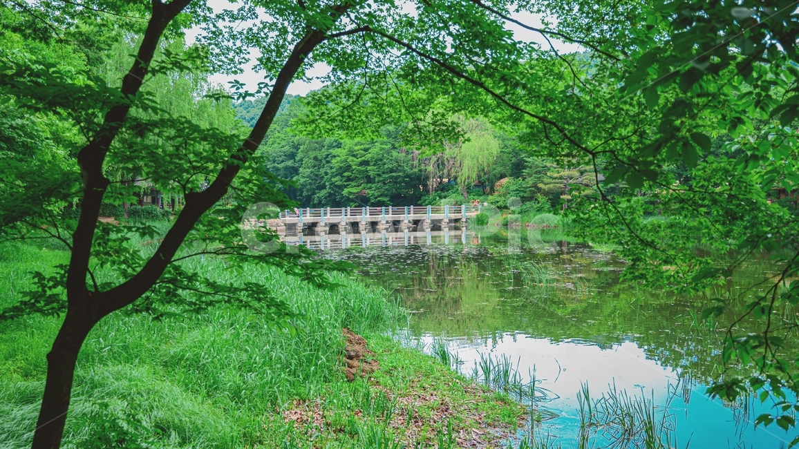 한국민속촌,다리,강,나무,꽃,자연,풍경,nature,landscape,water,물,outdoors,옥외