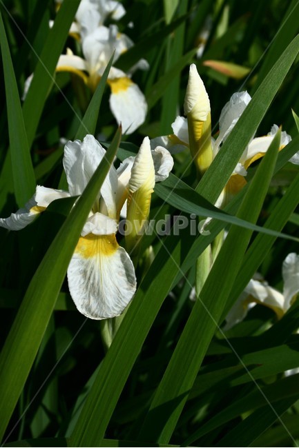 흰붓꽃,붓꽃과,여러해살이풀,야생화,관상용,식물,식물,자연,plants,nature,꽃,flower