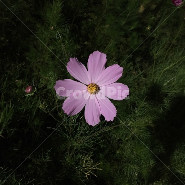코스모스,가을꽃,분홍꽃,예쁜꽃,순정,식물,자연,plants,nature,꽃,flower