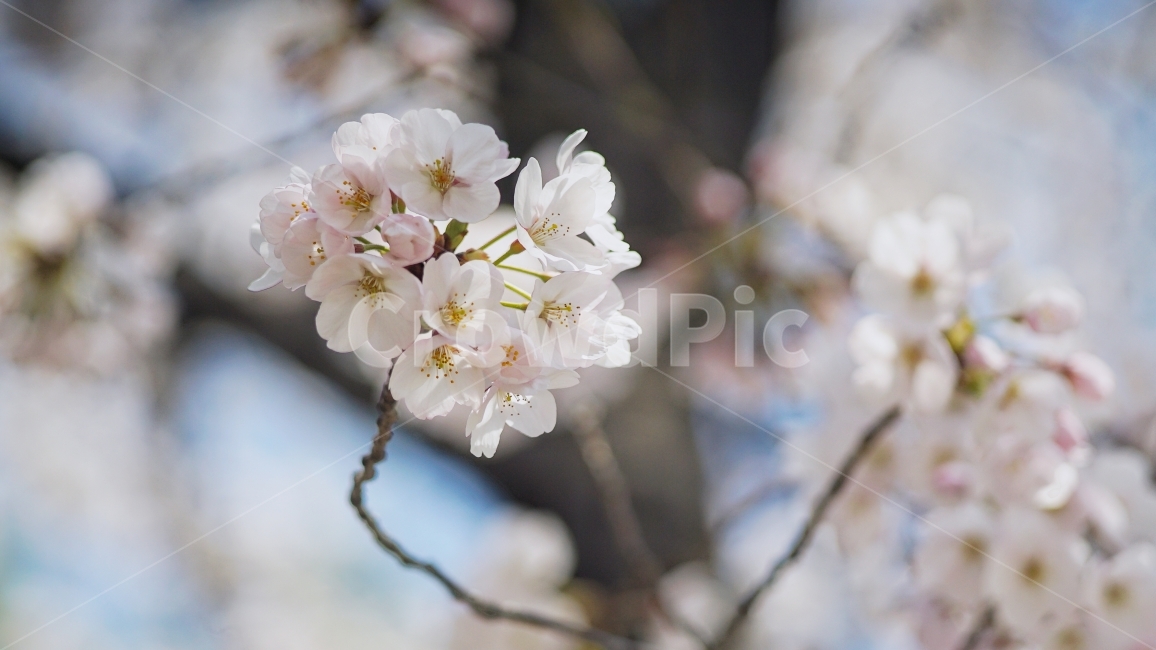 spring,spring flowers,sakura,Cherry Blossom,flower