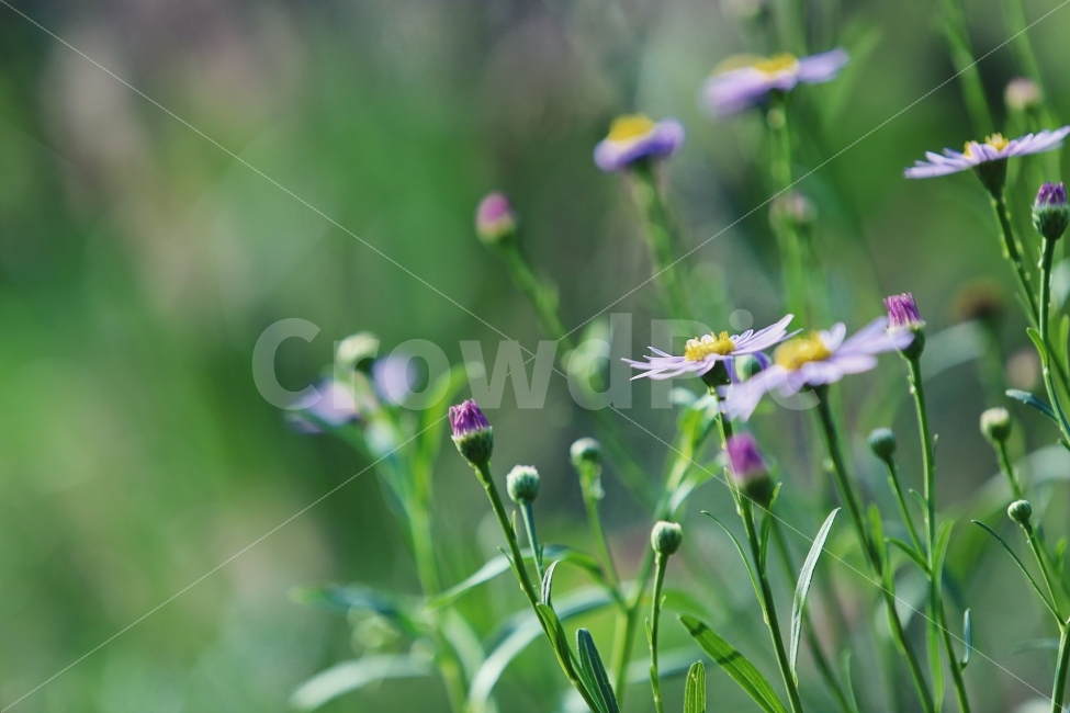 꽃,자연,보라,가을,산,숲,flower,nature,purple,green,autumn,forest,식물,자연,plants,nature,꽃,flower,감성,sensible,feeling