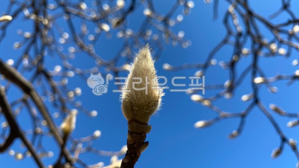 bud,magnolia,sprout,flower bud,plant,magnolia tree,flower
