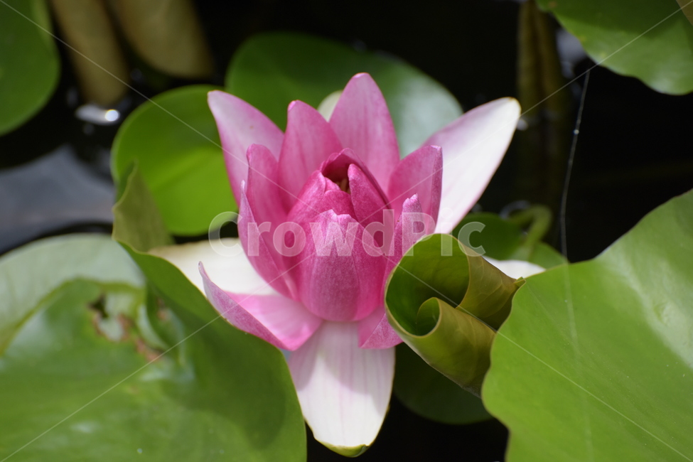 연꽃,분홍꽃,연못,7월,연꽃잎,식물,자연,plants,nature,꽃,flower
