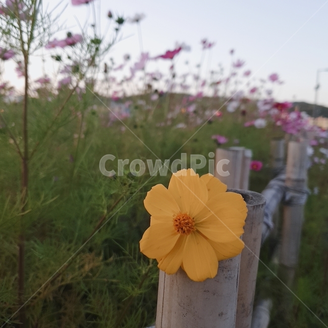 꽃,가을,풍경,배경,꽃배경
