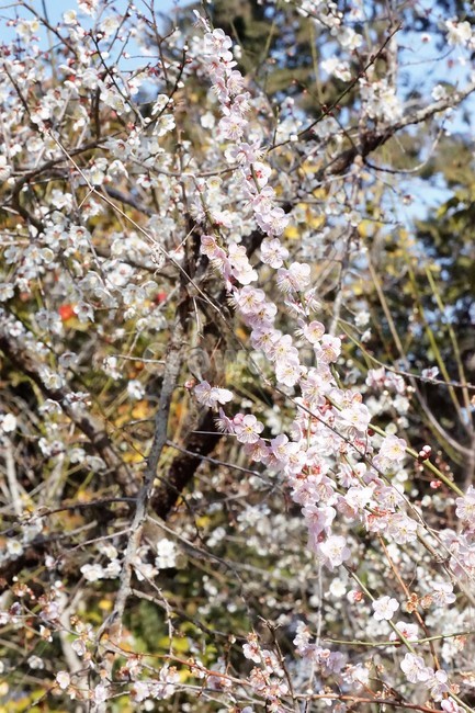 봄,매화,식물,자연,계절,분홍,흰색,flower,spring,season,nature,나무,trees,화사함,아름다움,매실,매화꽃,pink,white,봄,계절,spring,season,식물,자연,plants,nature,꽃,flower,plant,blossom