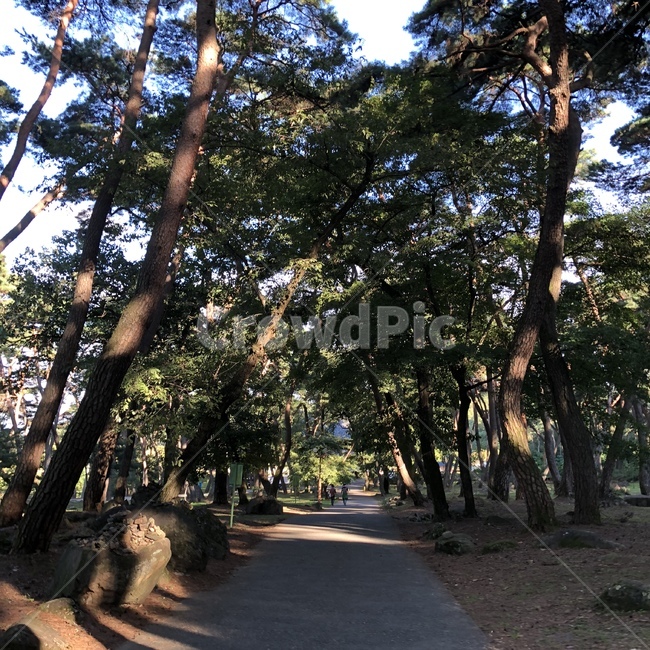 나무,산,산책로,풍경,피톤치드,산책