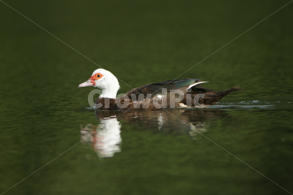 모스코비,오리,조류,사육,자맥질,동물,animal,조류,새,birds