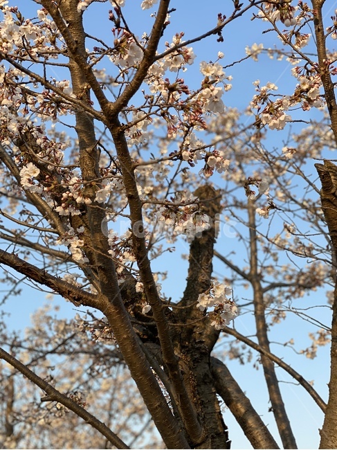 plant,식물,벚꽃,나무줄기,사쿠라