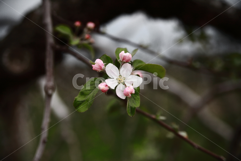꽃,모과나무,자연,식물,flower,nature,plant