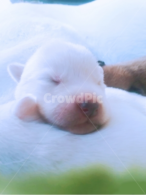백구,진돗개,흰둥이,강아지,순둥이,개,반려견