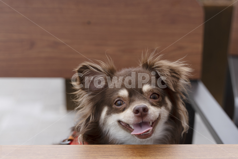 강아지,개,치와와,장모치와와,초코탄강아지,초코탄치와와,초코탄장모치와와,갈색강아지,갈색치와와,웃는개,웃는강아지,즐거운강아지