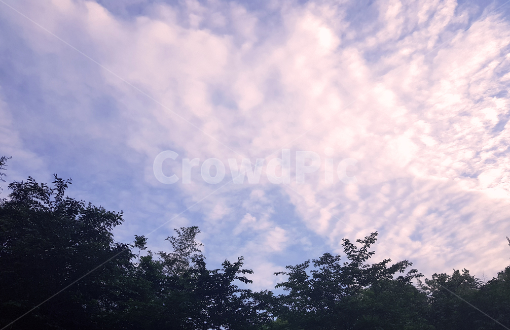 하늘,나무,구름,자연,풍경,sky,tree,보라색,감성