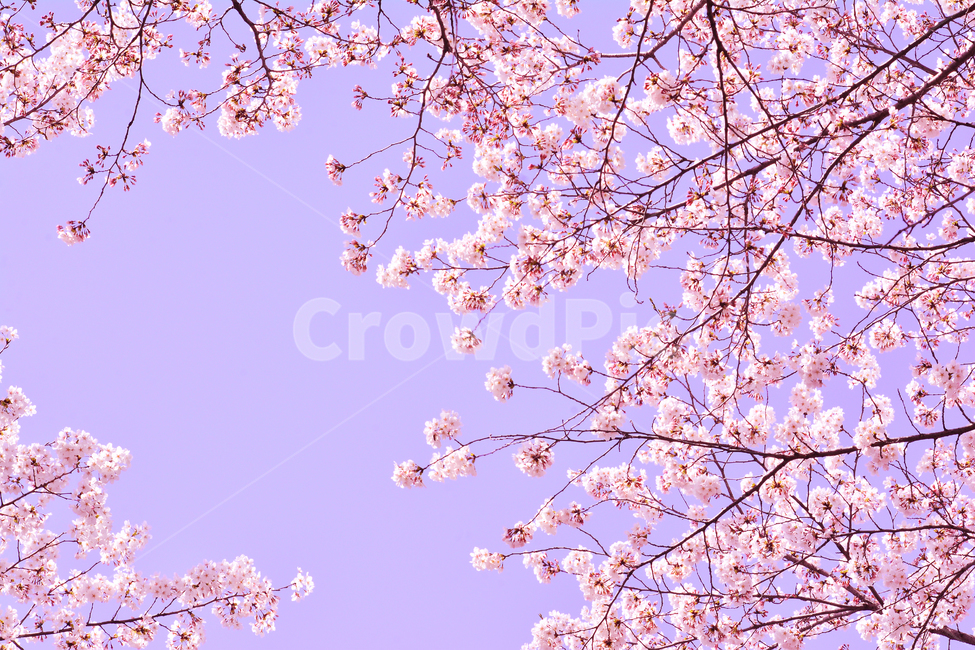벚꽃,붐꽃,벚꽃축제,공원,시즌,계절,백그라운드,배경,바탕,spring,season,flowers,나무꽃,분홍색꽃,핑크색,pink,아름다운,화사한,화려한,예쁜,beautiful,background,3월,4월,꽃축제,체리블라썸,절정,만발,봄,계절,spring,season,자연,풍경,nature,landscape,plant,식물,blossom,꽃,cherry blossom,flower