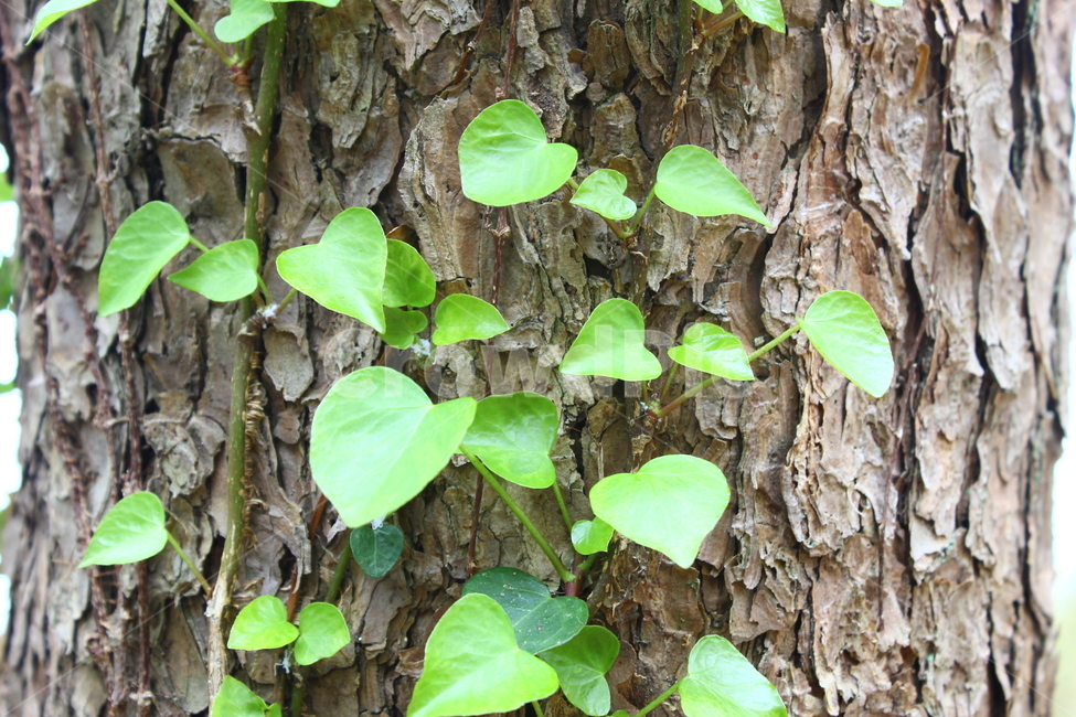 자연,숲,나무,풍경,녹색식물,담쟁이,소나무,자연풍경,식물,자연,plants,nature