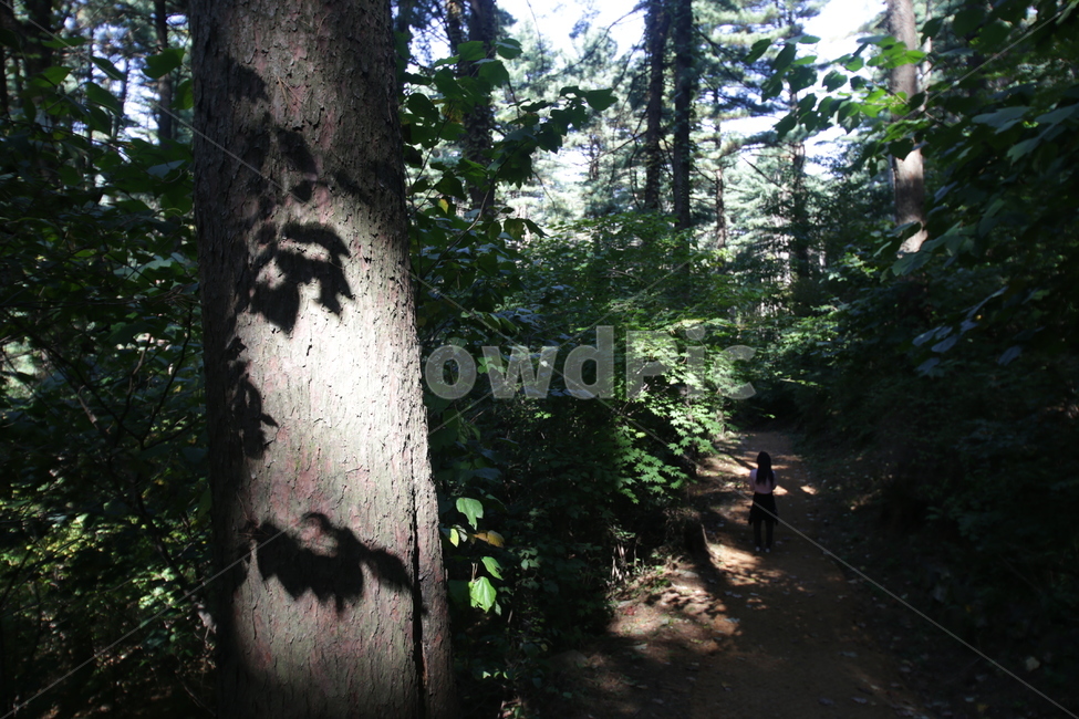tree,나무,plant,식물,그림자
