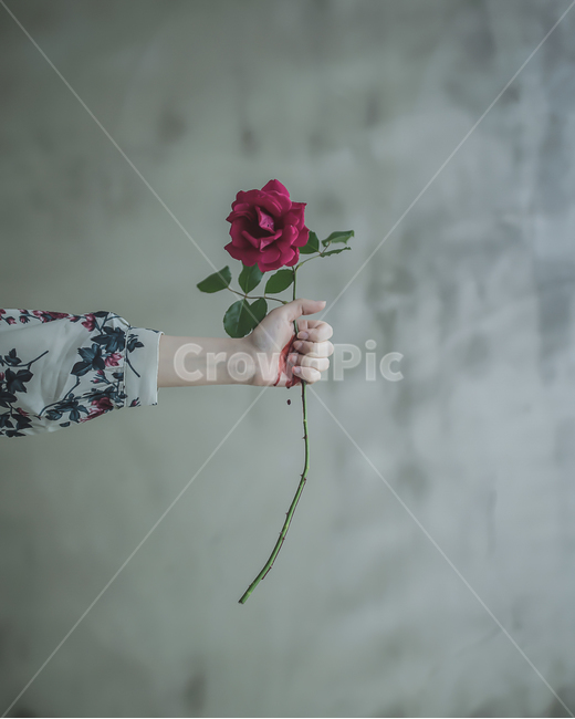 감성사진,장미,꽃,피,컨셉사진,식물,자연,plants,nature,꽃,flower,사람,인물,인간,human,person,신체일부,몸,body,공포,호러,무서운,무서움,horror,terror,fear,감성,sensible,feeling,연출,컨셉,콘셉,direction,concept
