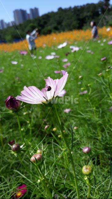 꽃,flower,코스모스,꽃밭,무당벌레,사람,색감,자연,nature,가을,나들이,야외,공원