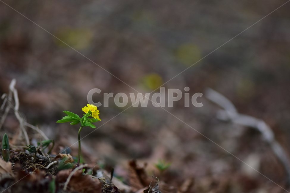 한계령풀,야생화,봄,꽃,풀꽃,자연,식물,식생,plants,nature,spring,season,flower