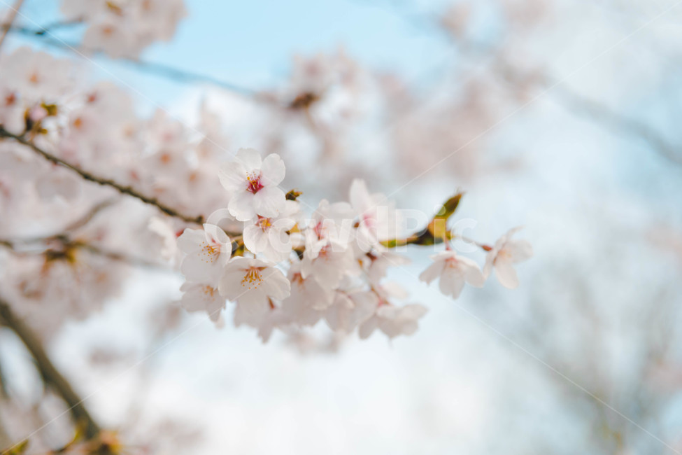 봄,벚꽃,봄꽃,꽃잎,flower,blossom,cheeryblossom